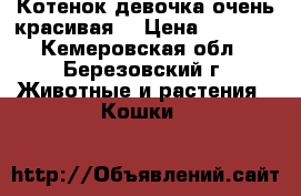 Котенок девочка очень красивая  › Цена ­ 1 000 - Кемеровская обл., Березовский г. Животные и растения » Кошки   